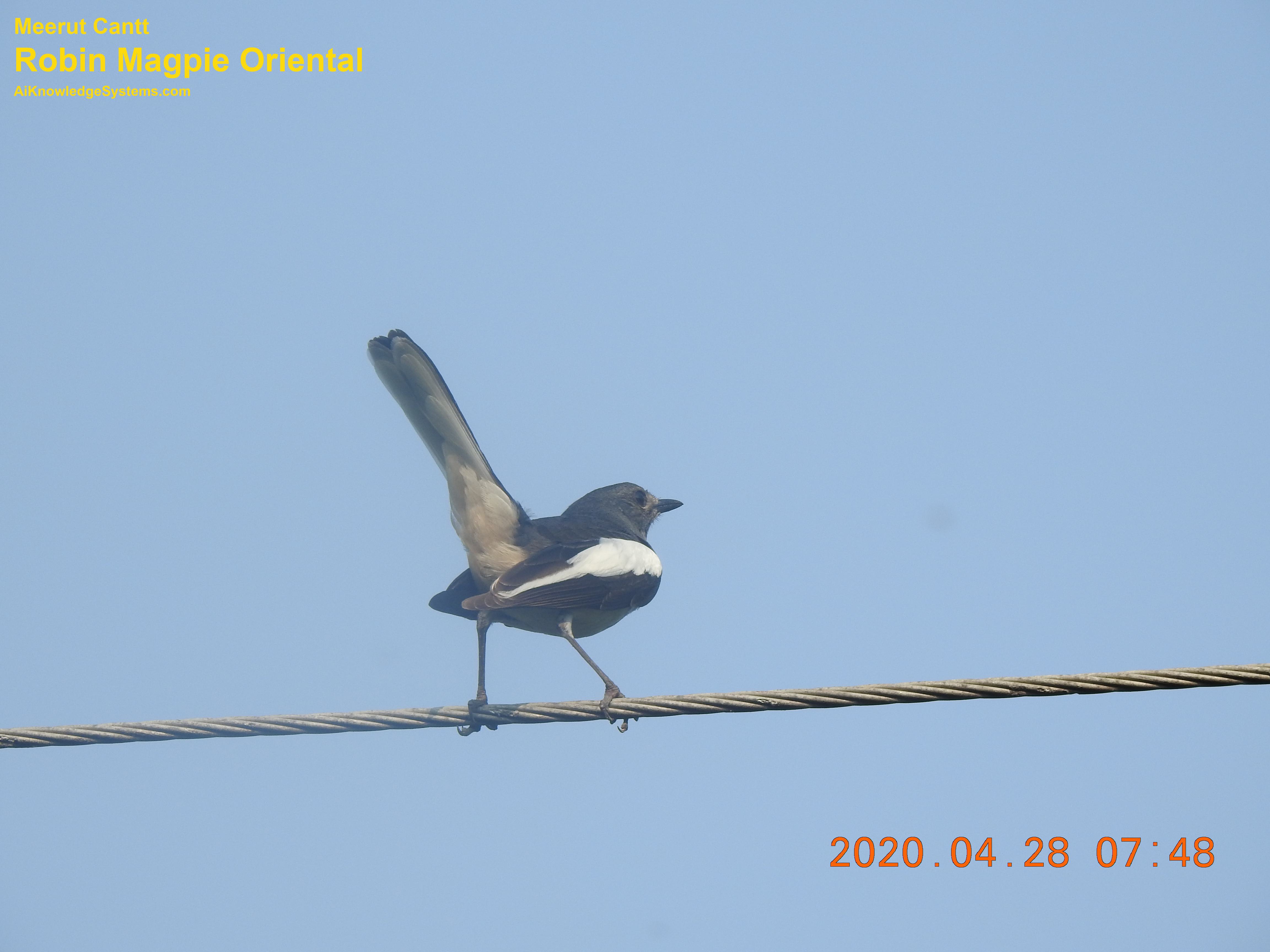 Magpie Robin (73) Coming Soon